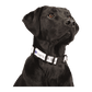Threadfellows Accessories 1" Wide / Full Color Sublimation Adjustable Pet Collar